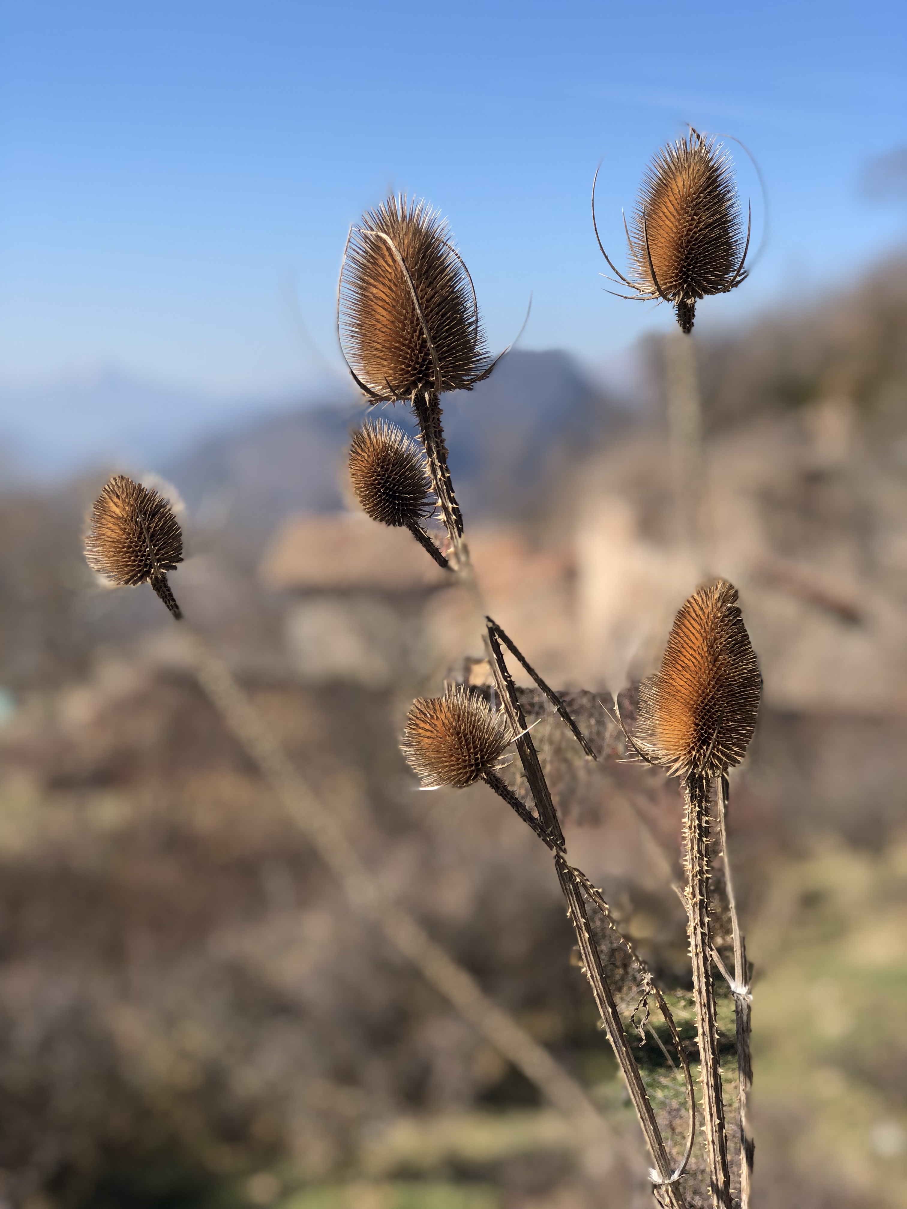 Ruta circular: Pernau-Sant Grau-Corones-Serrat dels Llamps-Refugi de Saltor
